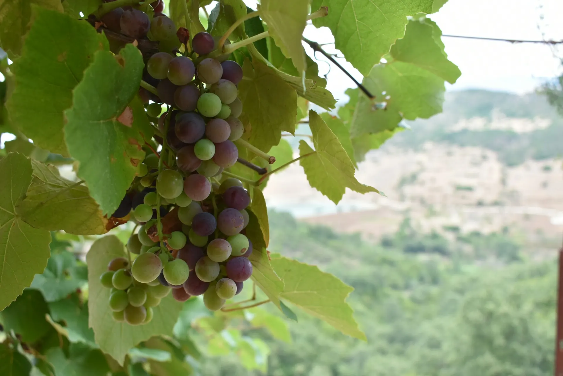 Berat Winery Tour with Tastings — photo 3